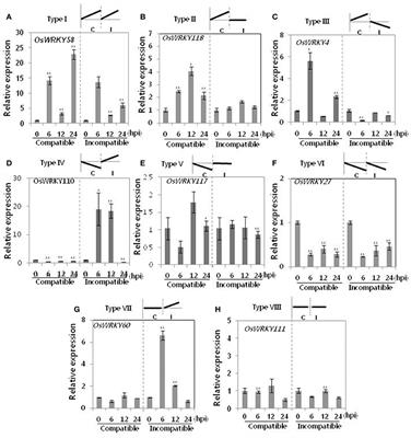 Genome-Wide Expression Profiling of OsWRKY Superfamily Genes during Infection with Xanthomonas oryzae pv. oryzae Using Real-Time PCR